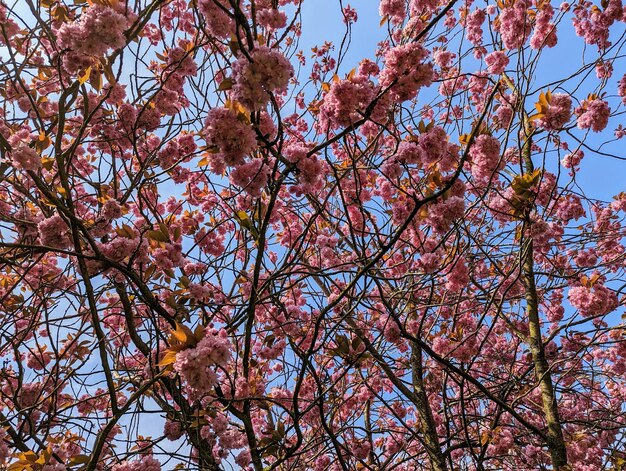 Spring blossom of Japanese sakura with tender pink flowers closeup floral background