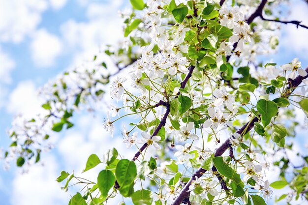 Photo spring blossom pear tree with white flowers on blue sky background