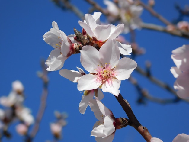 Spring Blossom