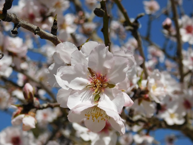 Spring Blossom