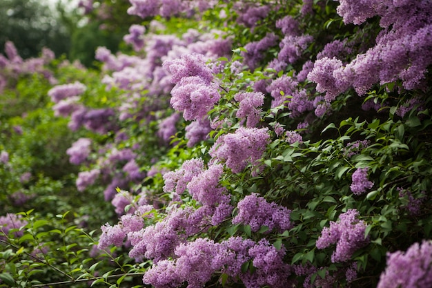 Spring blossoming lilac