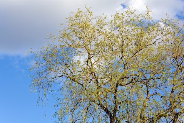 Spring blossoming willow tree on sky background