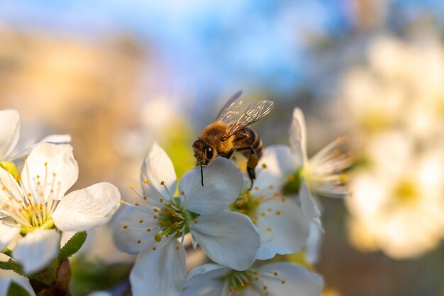 Spring blossoms and bee closeup view nature and flora background with blue sky