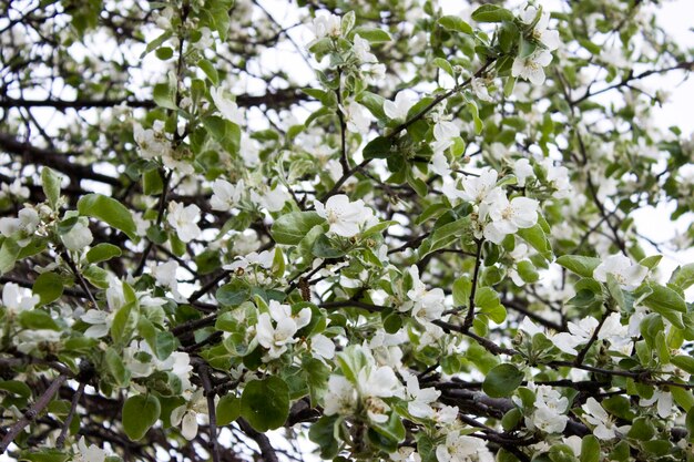 Spring blossoms. Flowers of the apple blossoms on a spring day