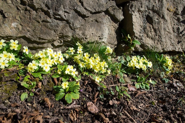 Spring blossoms between the stones with primroses