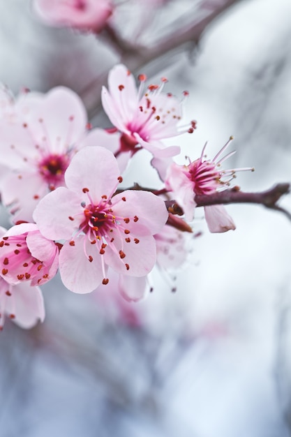 Spring blossoms 