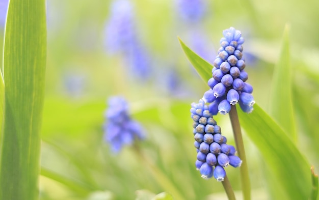 Spring blue flowers close up Nature is in the details Flowers in spring in sunny weather