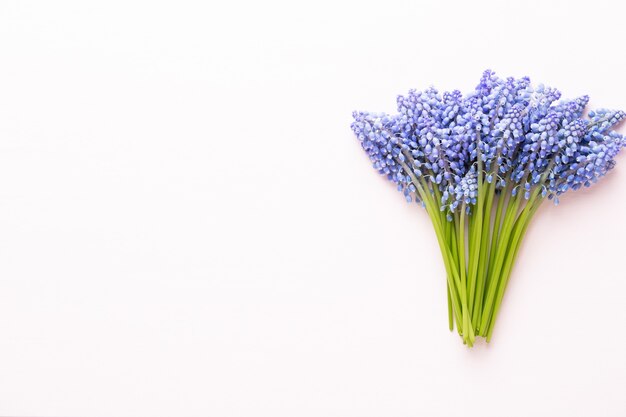 Spring blue muscari flowers. Muscari flowers on pink pastel background. 