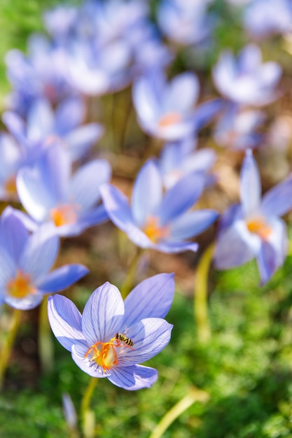 spring blue purple flower field