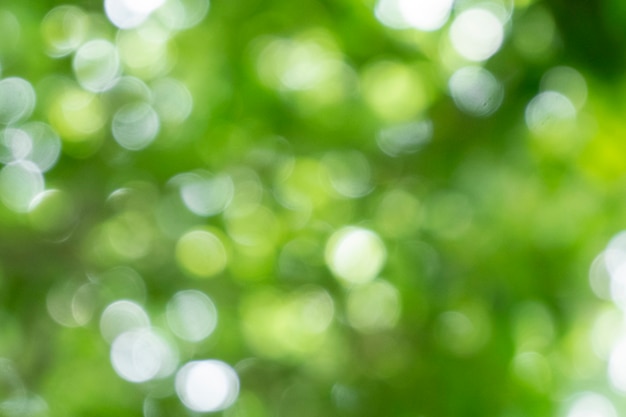 Spring bokeh nature abstract background Green leaves blurred beautiful in the spring or summer are