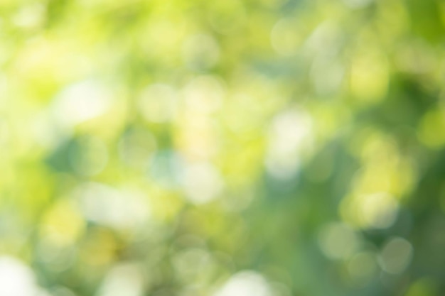 Spring bokeh nature abstract background Green leaves blurred, beautiful in the spring or summer