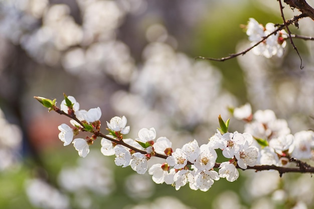 Spring border or background art with pink blossom