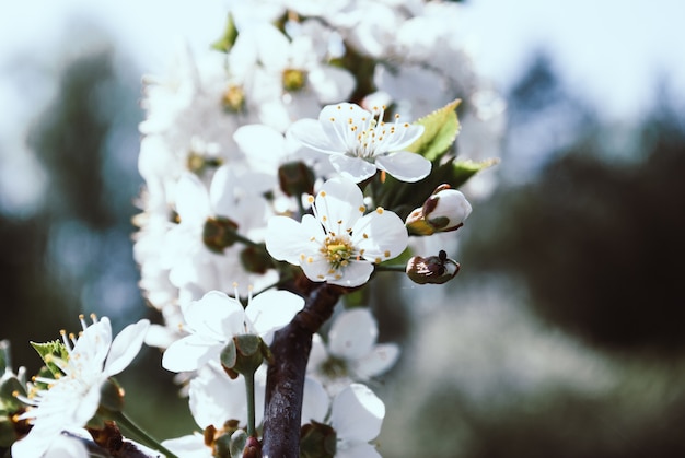 Spring border background with beautiful white blossoms