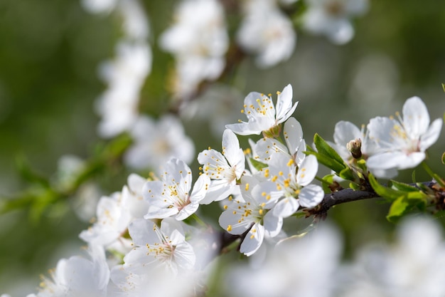 Spring border background with blossom closeup Abstract floral spring background Blossoms over blurred nature background