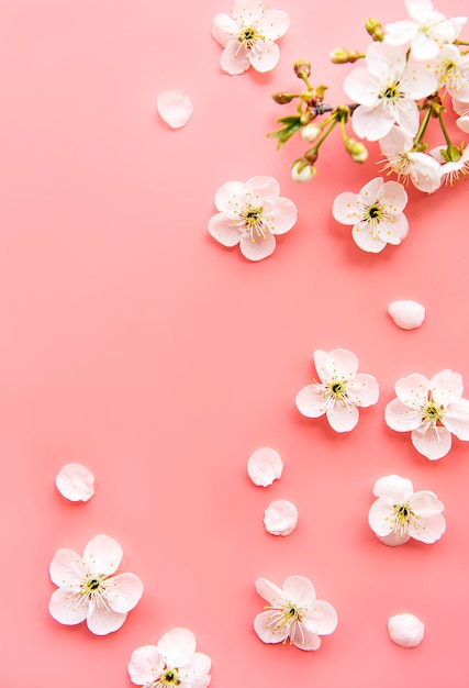 Spring border table with beautiful white flowering branches. Pink table, bloom delicate flowers. Springtime concept. Flat lay top view copy space.