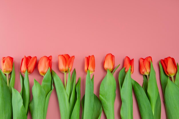 Spring bouquet of tulips on a pink surface