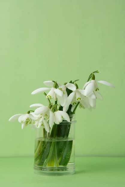 Spring bouquet of white snowdrops in vass. Green background. 