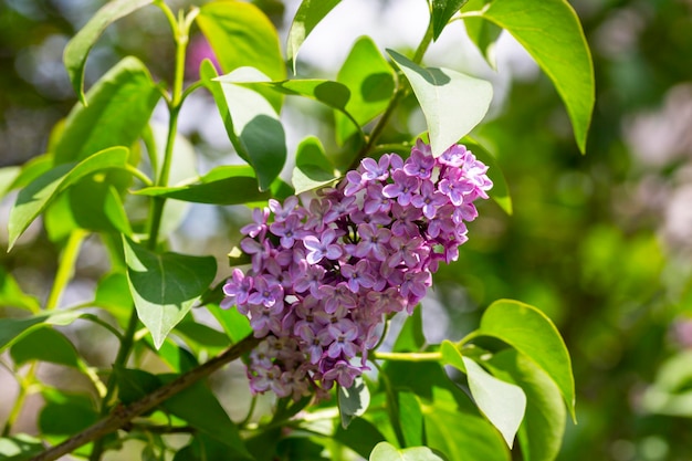 Spring branch of blossoming lilac selrctive focus