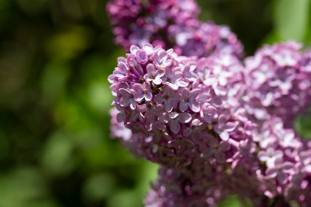 Spring branch of blossoming lilac selrctive focus