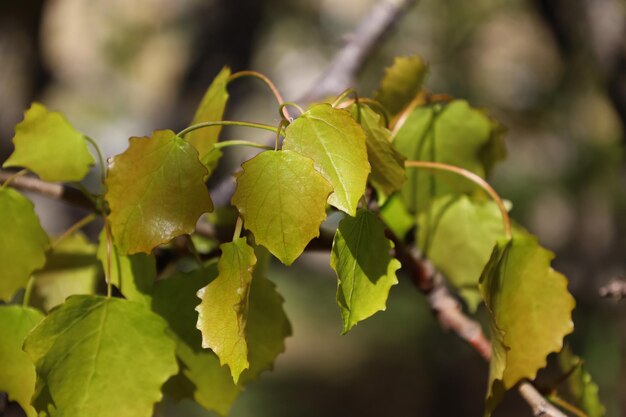 Spring branch of common aspen populus tremula close up fresh green leaves of eurasian european or qu