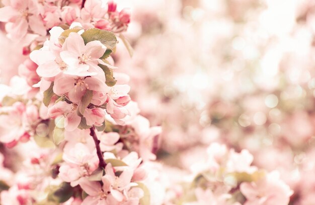 Spring branch with white flowers