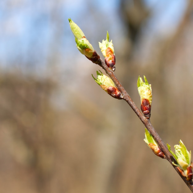 Spring branch