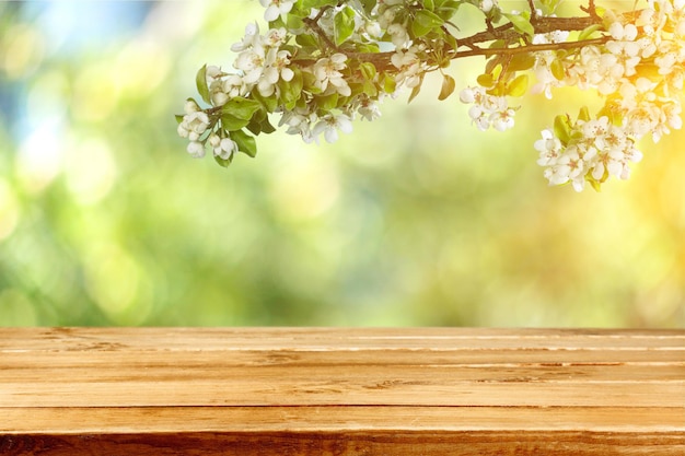 Spring branches with flower