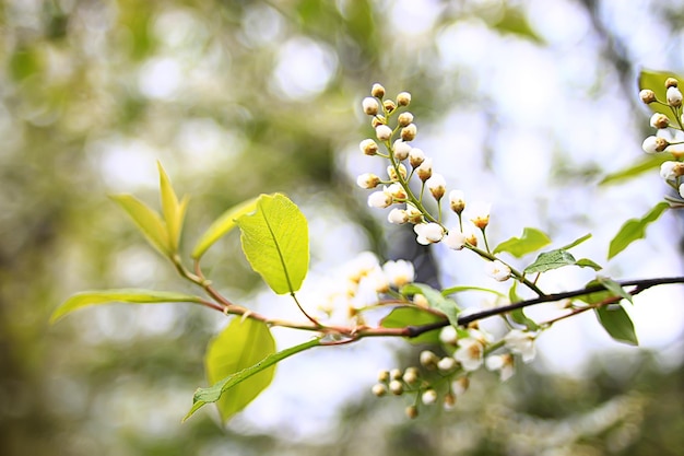 spring branches young leaves, abstract background seasonal march april, buds on branches nature