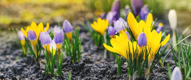 Spring bright background with blooming purple, lilac, yellow Crocus flowers in early spring. Crocus Iridaceae (iris family), banner image with sun glare