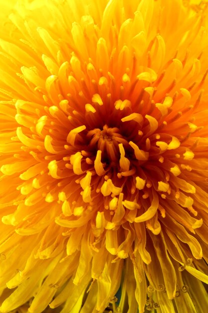 Spring bright yellow dandelion full screen closeup macro photography