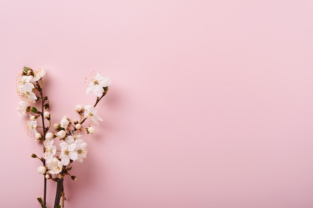 Spring Cherry Blossom Abstract background of macro cherry blossom tree branch on pink background Happy Passover background Spring womens day concept Easter Birthday womens or mothers holiday