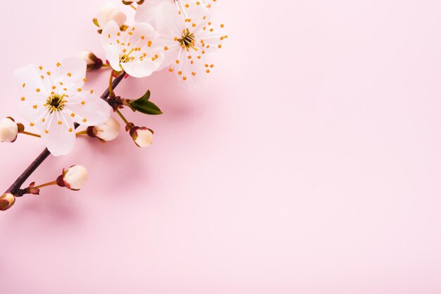 Spring Cherry Blossom Abstract background of macro cherry blossom tree branch on pink background Happy Passover background Spring womens day concept Easter Birthday womens or mothers holiday