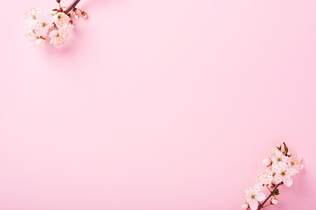 Spring Cherry Blossom Abstract background of macro cherry blossom tree branch on pink background Happy Passover background Spring womens day concept Easter Birthday womens or mothers holiday