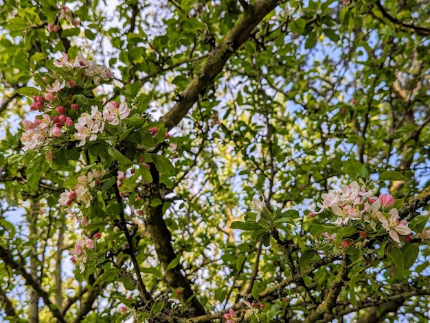 Spring cherry blossom blooming Japanese sakura with pink and white flowers