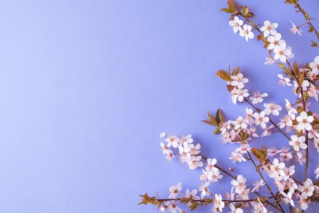 Spring cherry blossom flowers on very peri or purple background top view flat lay spring concept