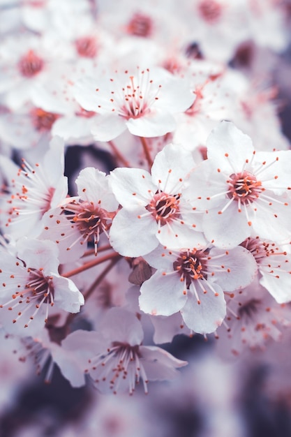 Spring cherry blossom fresh flowers Fruit tree branch Blooming sakura Floral background beautiful wallpaper nature pattern Selective focus White petals closeup