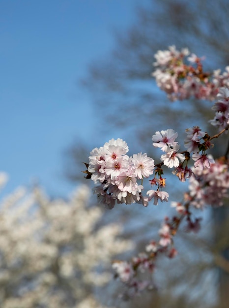 spring cherry blossom park tree nature flora plant