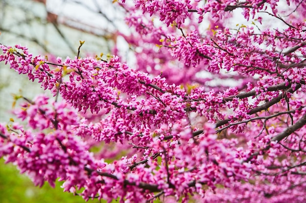 Spring cherry blossom tree branches covered in vibrant pink flowers