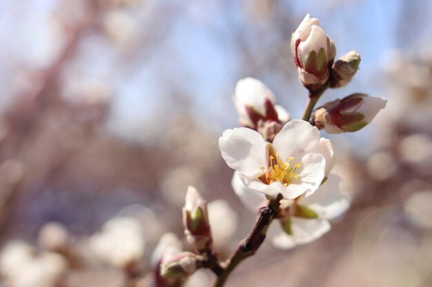 Spring cherry blossoms on the branch