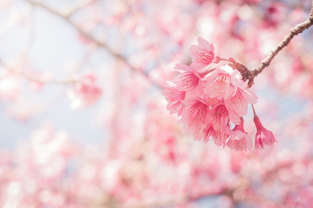 Spring Cherry blossoms full bloom 