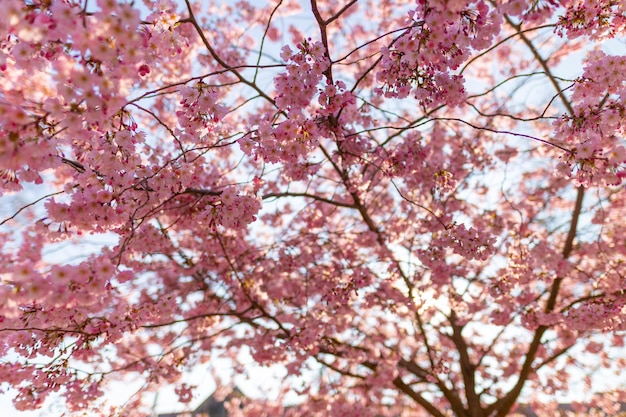 Spring cherry blossoms, pink flowers on tree branches. Springtime concept, spring nature sun rays