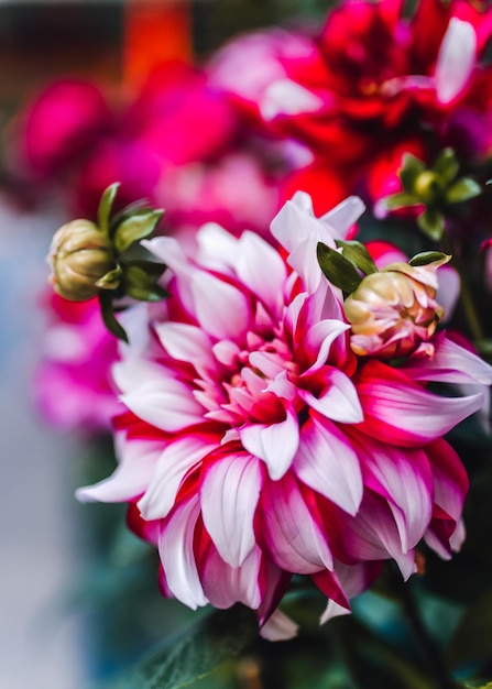 Spring Chrysanthemum flower blooming