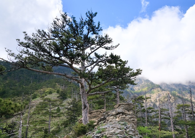 Spring cloudy view of slope of Aj-Petri Mount and pine tree on sky