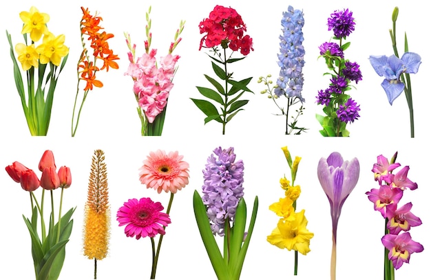 Spring collection of flowers crocosmia iris eremurus bell phlox tulip crocus daffodil gladiolus gerbera delphinium isolated on a white background