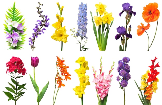 Spring collection of flowers fern poppy crocosmia iris bell phlox tulip daffodil gladiolus delphinium isolated on a white background