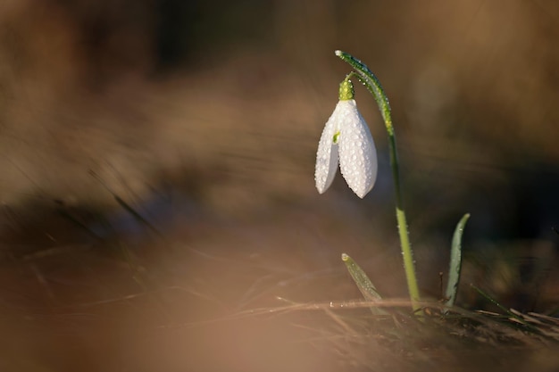 Spring colorful background with flower plant Beautiful nature in spring time Snowdrop Galanthus nivalis