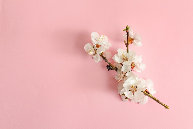 Spring concept. A branch of apricot on a pink background. 