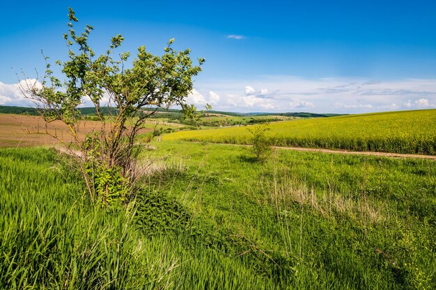 Spring countryside view with dirty road rapeseed yellow blooming fields village hills Ukraine Lviv Region