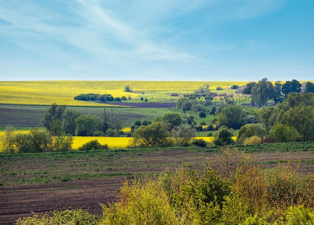 Spring countryside view with rapeseed yellow blooming fields groves hills Ukraine Lviv Region