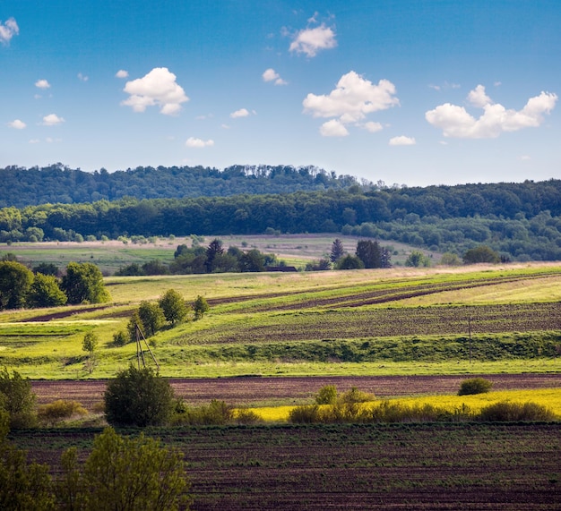 Spring countryside view with rapeseed yellow blooming fields groves hills Ukraine Lviv Region